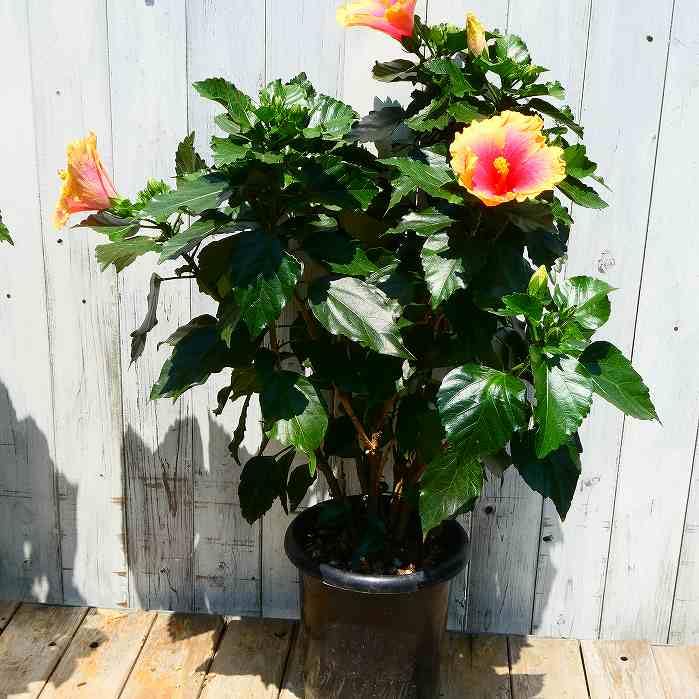 Amazon.co.jp: ハイビスカス ミセスユミ 7号鉢 夏の花 2色咲き 人気